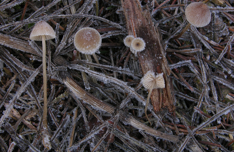 Funghi....dicembrini con alberto.....(parte 2)